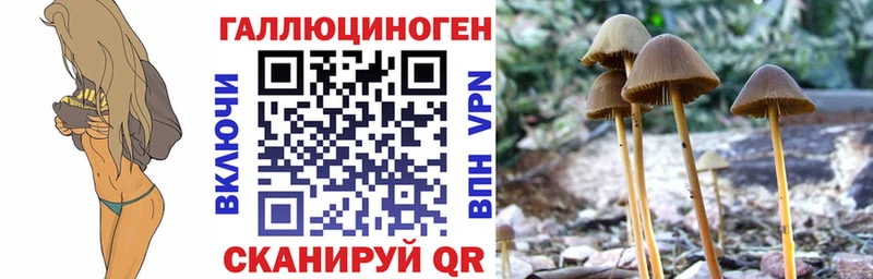 Галлюциногенные грибы Psilocybe  купить закладку  mega ONION  Болотное 